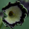 AuriculaOsbourne Green - Abriachan Nurseries